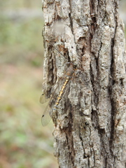 Suhpalacsa subtrahens