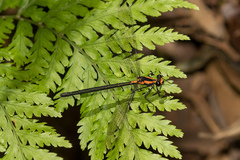 Austroargiolestes amabilis