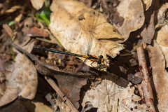 Austroargiolestes amabilis