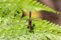 Austroargiolestes amabilis