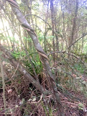 Dacrycarpus dacrydioides