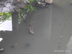 Varanus salvator macromaculatus