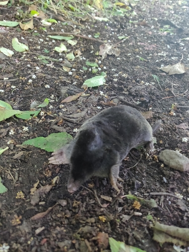Aquitanian mole, photo 6 of 10