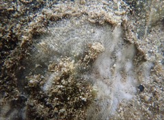 Thalamoporella