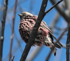 Leucosticte arctoa