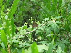 Parrhasius moctezuma