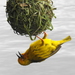 Western Cape Weaver - Photo (c) Colin Ralston, some rights reserved (CC BY-NC)