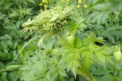 Angelica gmelinii