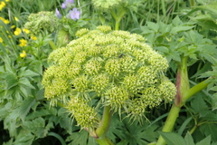 Angelica gmelinii