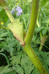 Angelica gmelinii