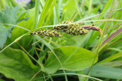 Carex gmelinii