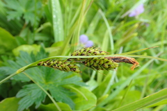 Carex gmelinii