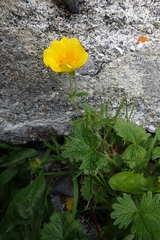 Potentilla fragiformis