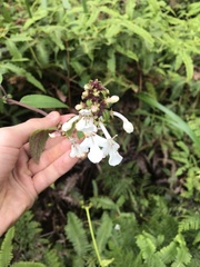 Phyllostegia grandiflora