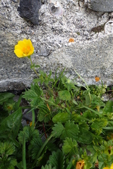Potentilla fragiformis