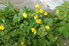 Potentilla fragiformis