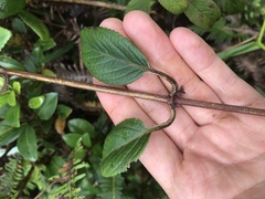 Phyllostegia grandiflora