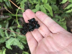 Phyllostegia grandiflora