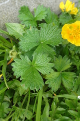 Potentilla fragiformis