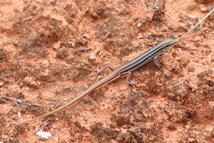 Ctenotus regius