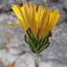 Horned Dandelion - Photo (c) Владимир Бурый, some rights reserved (CC BY-NC), uploaded by Владимир Бурый