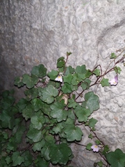 Cymbalaria muralis
