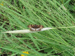 Noctuana lactifera