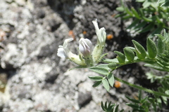 Oxytropis evenorum