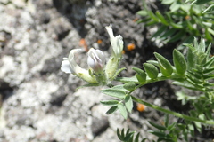 Oxytropis evenorum