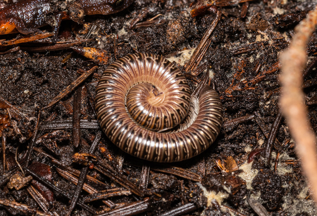 Parajuloidea