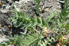 Oxytropis evenorum