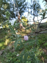 Althaea taurinensis
