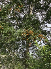 Pittosporaceae
