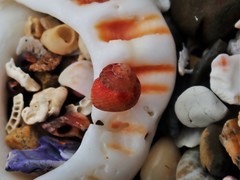 Cantharidella picturata