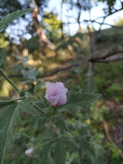 Althaea taurinensis