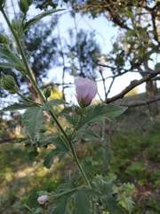 Althaea taurinensis