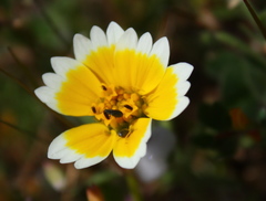 Layia platyglossa