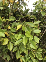 Cheirodendron trigynum