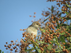 Prinia lepida