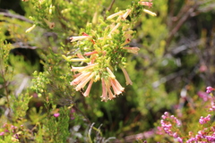 Erica curviflora