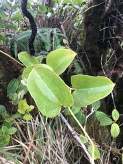Smilax melastomifolia