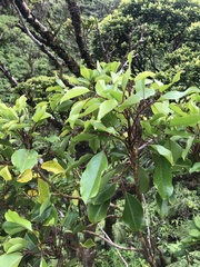 Cheirodendron trigynum