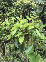 Cheirodendron trigynum