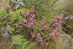 Erica lateralis