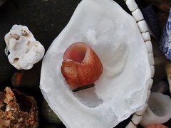 Cantharidella picturata