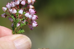 Erica lateralis