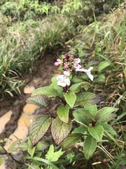 Phyllostegia grandiflora