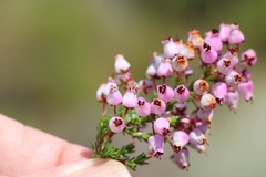 Erica lateralis