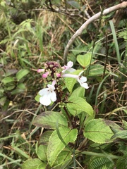 Phyllostegia grandiflora