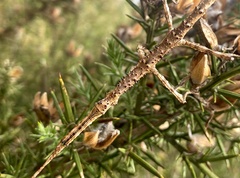 Acanthoxyla geisovii